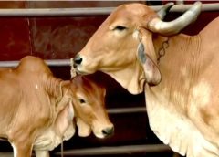 Bajrang Dal activists blocked the cows lorry