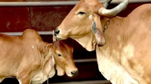 Bajrang Dal activists blocked the cows lorry