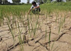 Farmers are worried about the lack of irrigation water or crops.