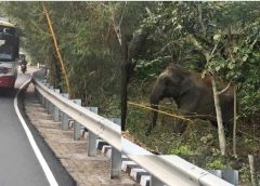 The roar of elephants on the ghat road