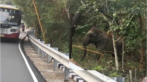 The roar of elephants on the ghat road