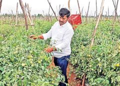 Good days for the farmers of Madanapally