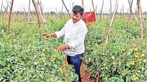 Good days for the farmers of Madanapally