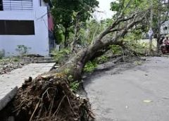 భారీ వర్షాలకు నేలకూలిన భారీ వృక్షం