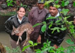 Forest officials who saved the baby deer