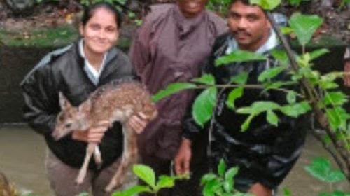 Forest officials who saved the baby deer