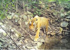 Two big tigers in Nellore district