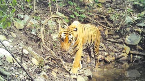 Two big tigers in Nellore district