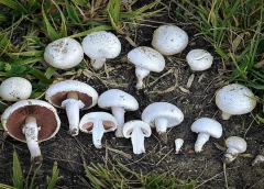 Mushroom In Rainy Season