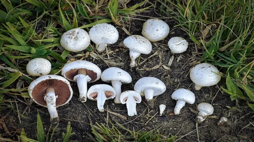 Mushroom In Rainy Season