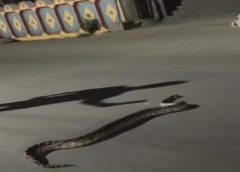 A huge python on the road