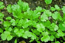 Coriander