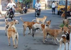 Umm.. dogs in Nizamabad