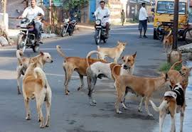 Umm.. dogs in Nizamabad