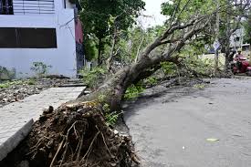 భారీ వర్షాలకు నేలకూలిన భారీ వృక్షం