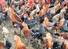 Chicken thieves causing a stir