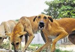 MLA Madhavaram Krishna Rao's response to stray dog ​​attack