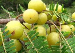 Benefits of Amla