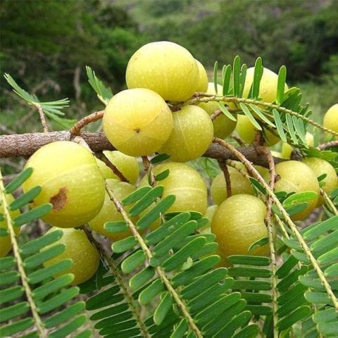 Benefits of Amla