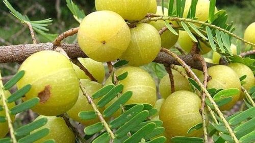 Benefits of Amla