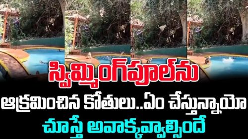 స్విమ్మింగ్‌పూల్‌ను ఆక్రమించిన కోతులు..ఏం చేస్తున్నాయో చూస్తే అవాక్కవ్వాల్సిందే