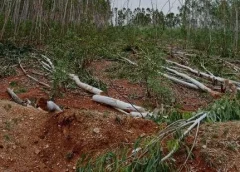 Agrigold trees destroyed in Anantapur