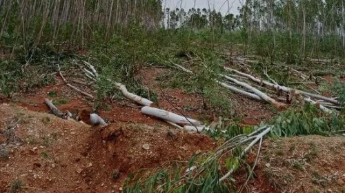 Agrigold trees destroyed in Anantapur