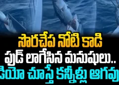 సొరచేప నోటి కాడి ఫుడ్ లాగేసిన మనుషులు..?