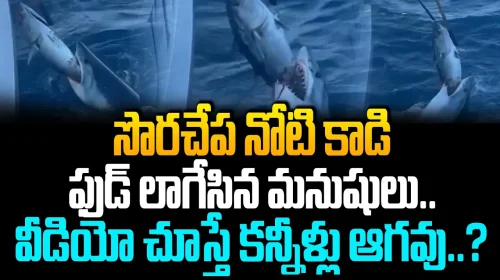 సొరచేప నోటి కాడి ఫుడ్ లాగేసిన మనుషులు..?