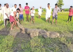 Crocodile Hull Chal Chal in the farm