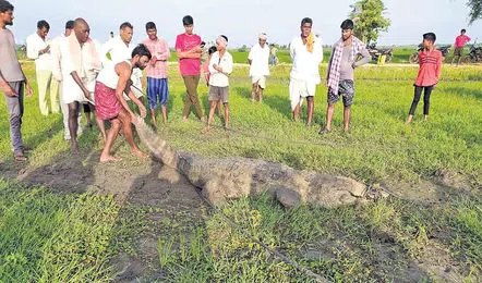 Crocodile Hull Chal Chal in the farm