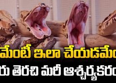 పామేంటీ ఇలా చేయడమేంటీ.. నోరు తెరచి మరీ ఆశ్చర్యకరంగా