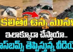 ఆకలితో ఉన్న మొసళ్లు ఇలాక్కూడా చేస్తాయా.గూస్‌బమ్స్ తెప్పిస్తున్న వీడియో