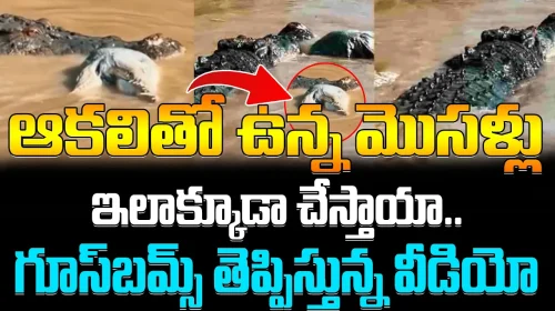 ఆకలితో ఉన్న మొసళ్లు ఇలాక్కూడా చేస్తాయా.గూస్‌బమ్స్ తెప్పిస్తున్న వీడియో