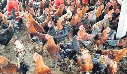 Chicken thieves causing a stir