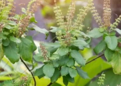 Health Benefits of Tulsi