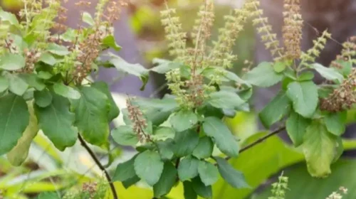 Health Benefits of Tulsi