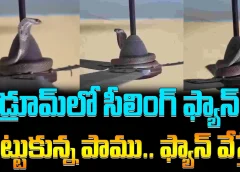 బెడ్రూమ్‌లో సీలింగ్ ఫ్యాన్‌కు చుట్టుకున్న పాము