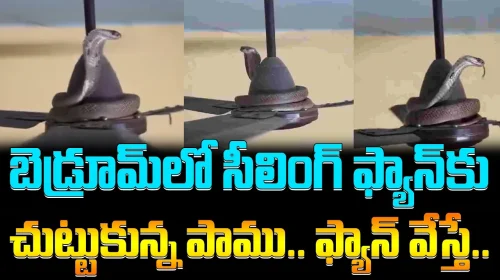 బెడ్రూమ్‌లో సీలింగ్ ఫ్యాన్‌కు చుట్టుకున్న పాము