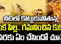 నీటిలో కొట్టుకుపోతున్న జింక పిల్ల.. గమనించిన కుక్క ఇలా ఎందుకు చేసింది..? | Dogs Saved Baby Deer