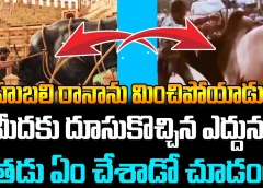 Man Fight With Bull |బాహుబలి రానాను మించిపోయాడుగా..మీదకు దూసుకొచ్చిన ఎద్దును ఇతడు ఏం చేశాడో చూడండి..