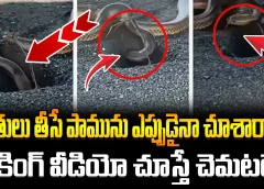 See What This Snake Doing  | గోతులు తీసే పామును ఎప్పుడైనా చూశారా..? షాకింగ్‌ వీడియో చూస్తే చెమటలే..!