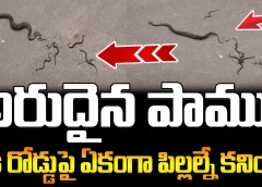 Snake Giving Birth To Direct Babies Not To Eggs | అరుదైన పాము.. నడి రోడ్డుపై ఏకంగా పిల్లల్నే కనింది