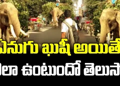 ఏనుగు ఖుషీ అయితే ఎలా ఉంటుందో తెలుసా.. #elephant eating #banana #viralvideo | FBTV NEWS