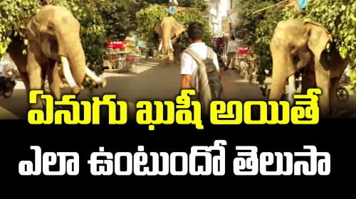 ఏనుగు ఖుషీ అయితే ఎలా ఉంటుందో తెలుసా.. #elephant eating #banana #viralvideo | FBTV NEWS