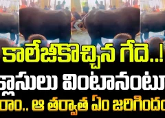 Buffalo Entered In Class.. See What Happened | కాలేజీకొచ్చిన గేదె..! క్లాసులు వింటానంటూ మారాం..