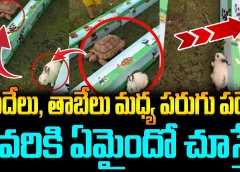 కుందేలు, తాబేలు మధ్య పరుగు పదెం