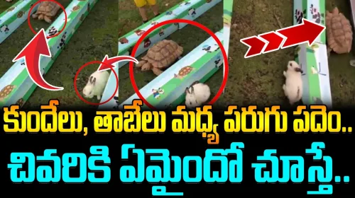 కుందేలు, తాబేలు మధ్య పరుగు పదెం