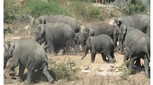 చిత్తూరులో గజరాజుల బీభత్సం..