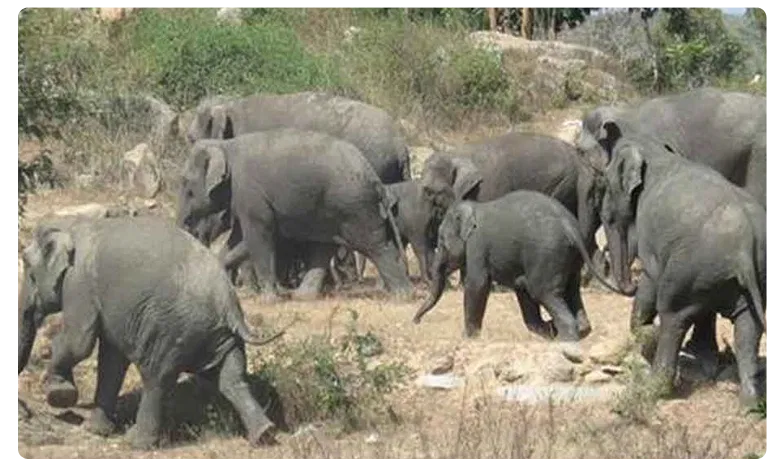 చిత్తూరులో గజరాజుల బీభత్సం..